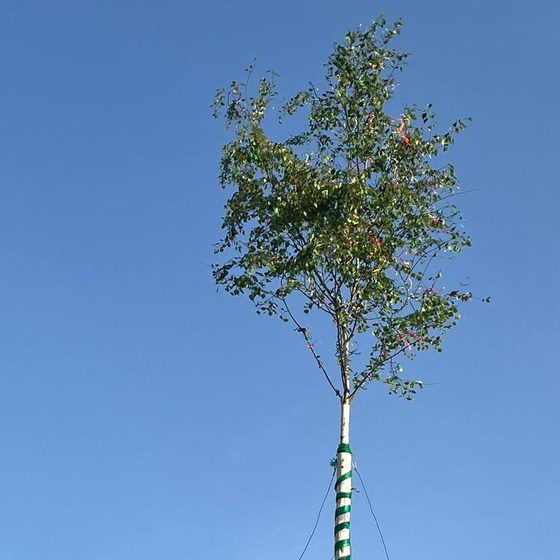 Maibaumstellen in Klötitz